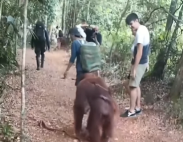 Orangutan bersama wisatawan