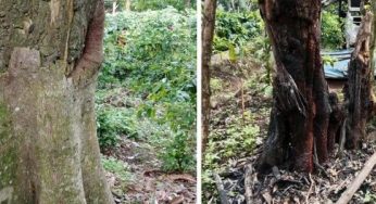 Kehancuran Alam: Pohon Endemik Gunung Ciremai Dibakar dan Dimatikan, Seruan untuk Konservasi