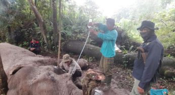 Kisah Misterius Gajah Mati: Pepaya Beracun, Gading Terpotong, Identitas Pelaku Masih Dalam Bayangan