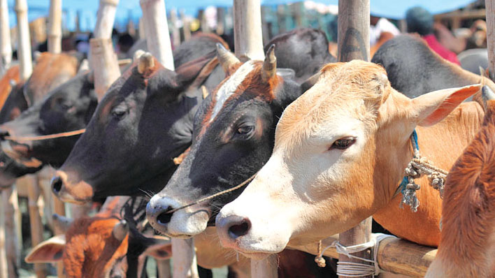 berqurban saat idul adha