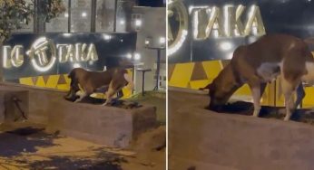 Video Viral Anjing Gali Kuburan Kucing Bikin Netizen Terharu, Tapi Pakar Ungkap Fakta Menarik!