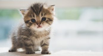 Ciri-Ciri Kucing Stres dan Cara Mengatasinya: Wajib Tahu untuk Pemilik Kucing!