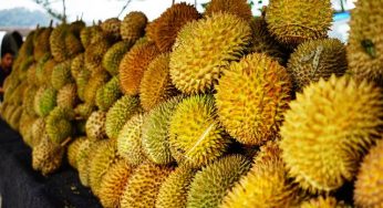 5 Agenda Seru Akhir Pekan di Jakarta: Dari Nobar SMTown hingga Festival Durian