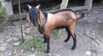 Daging Kambing: Kaya Manfaat, Tapi Benarkah Picu Kolesterol Tinggi?