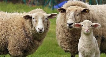 Terpedo Kambing Jadi Buruan: Benarkah Bisa Tingkatkan Vitalitas Pria?